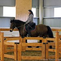 working-equitation-akadaly karam 07